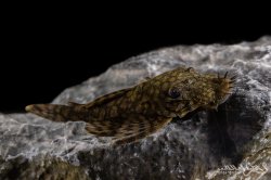 Ancistrus sp. `RIO TOCANTINS` - Click for species page